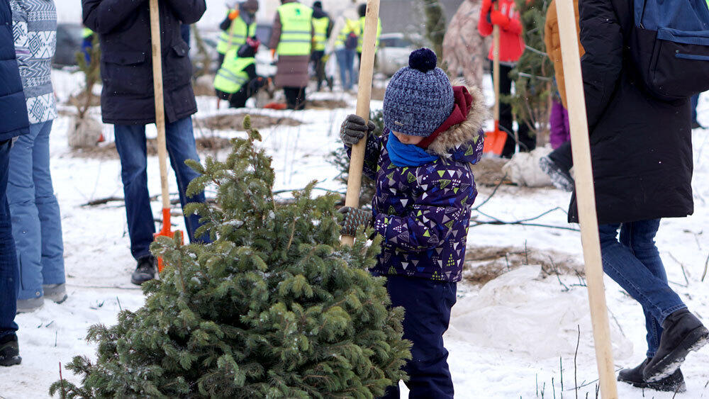 В Алматы высадили около 500 хвойных деревьев . Фото: Эрик Куватов