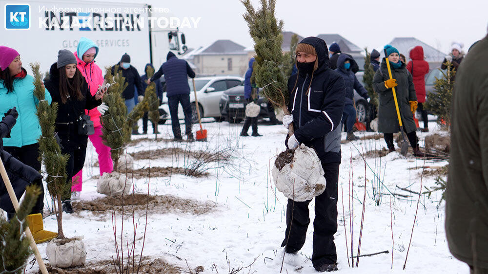 В Алматы высадили около 500 хвойных деревьев . Фото: Эрик Куватов