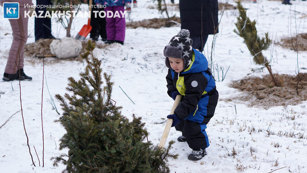 В Алматы высадили около 500 хвойных деревьев . Фото: Эрик Куватов