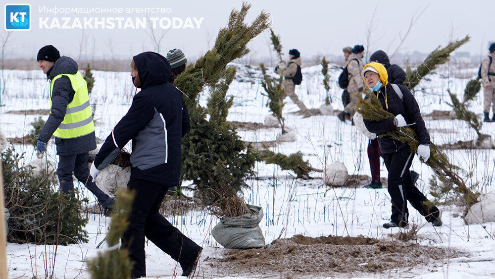 В Алматы высадили около 500 хвойных деревьев . Фото: Эрик Куватов