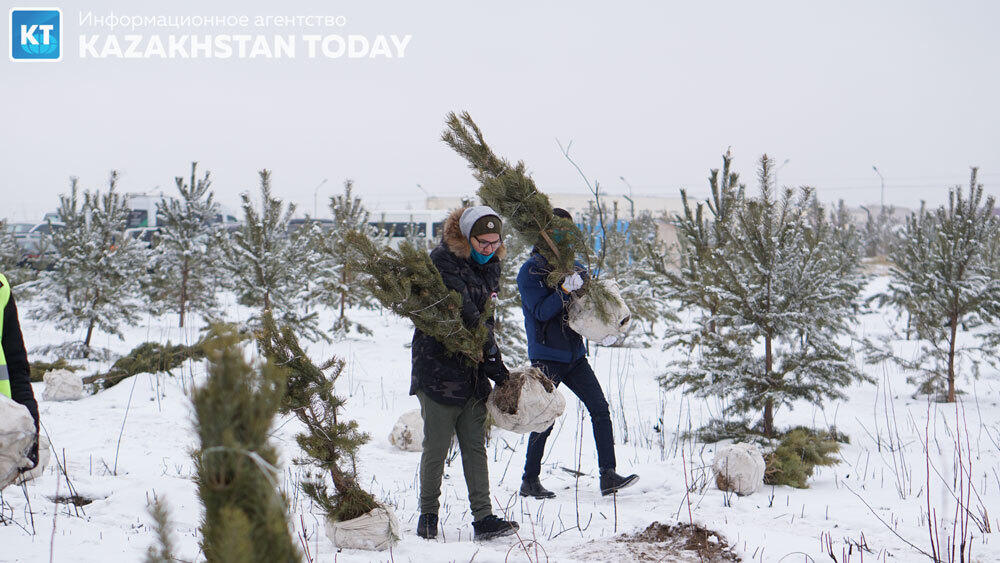 В Алматы высадили около 500 хвойных деревьев . Фото: Эрик Куватов