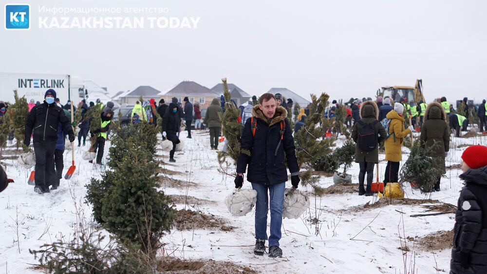 В Алматы высадили около 500 хвойных деревьев . Фото: Эрик Куватов