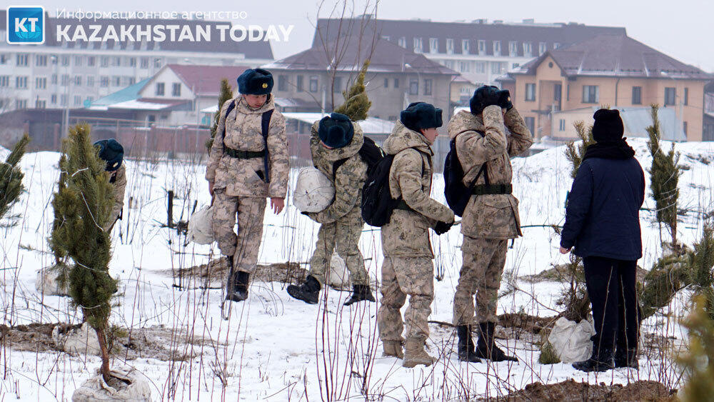 В Алматы высадили около 500 хвойных деревьев . Фото: Эрик Куватов