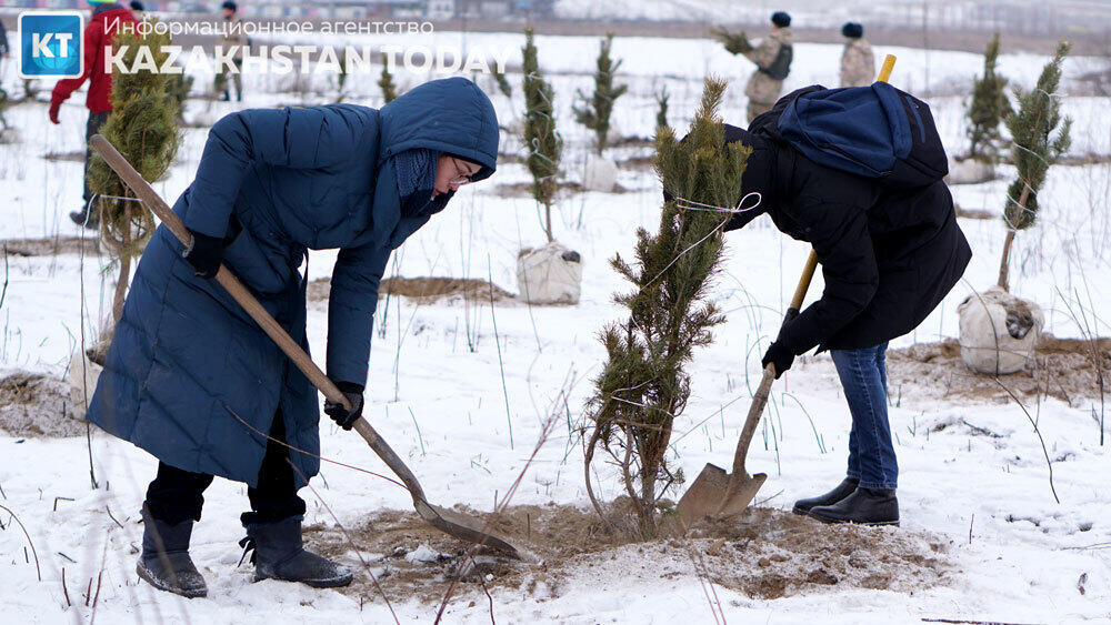 В Алматы высадили около 500 хвойных деревьев . Фото: Эрик Куватов