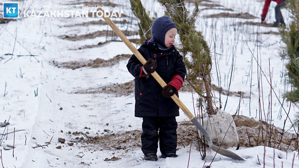 В Алматы высадили около 500 хвойных деревьев . Фото: Эрик Куватов