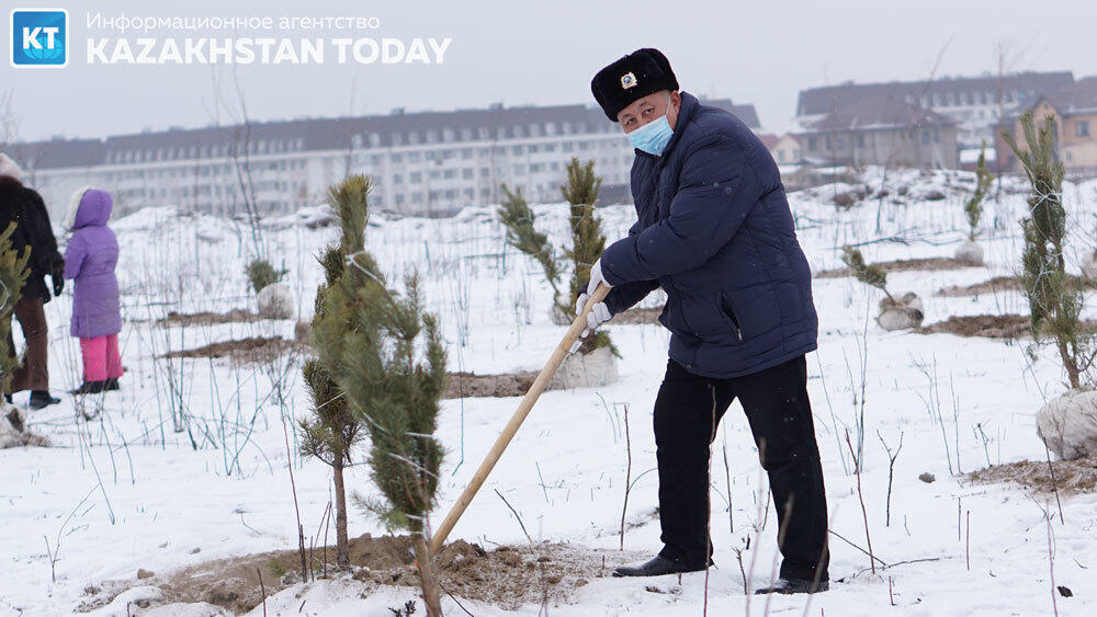 В Алматы высадили около 500 хвойных деревьев . Фото: Эрик Куватов