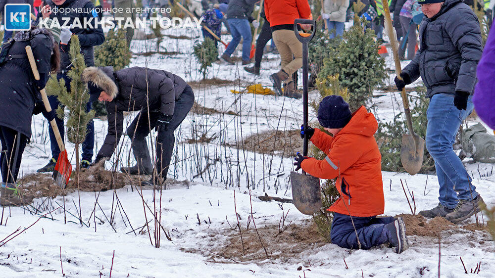 В Алматы высадили около 500 хвойных деревьев . Фото: Эрик Куватов