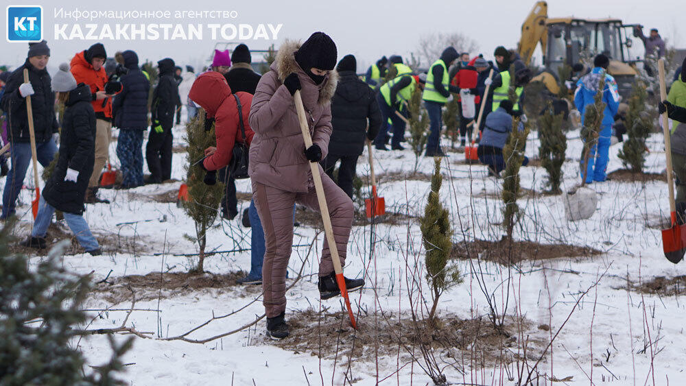 В Алматы высадили около 500 хвойных деревьев . Фото: Эрик Куватов