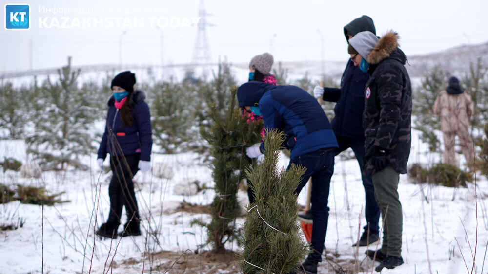 В Алматы высадили около 500 хвойных деревьев . Фото: Эрик Куватов