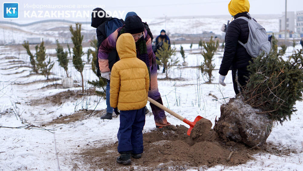 В Алматы высадили около 500 хвойных деревьев . Фото: Эрик Куватов