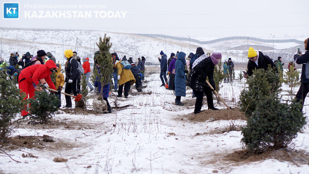 В Алматы высадили около 500 хвойных деревьев . Фото: Эрик Куватов