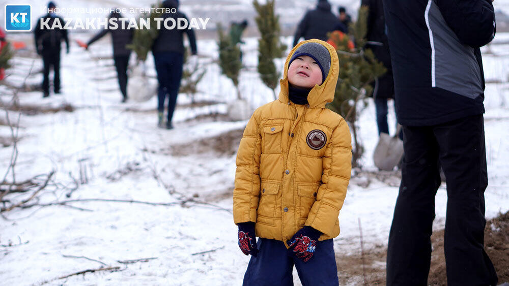 В Алматы высадили около 500 хвойных деревьев . Фото: Эрик Куватов