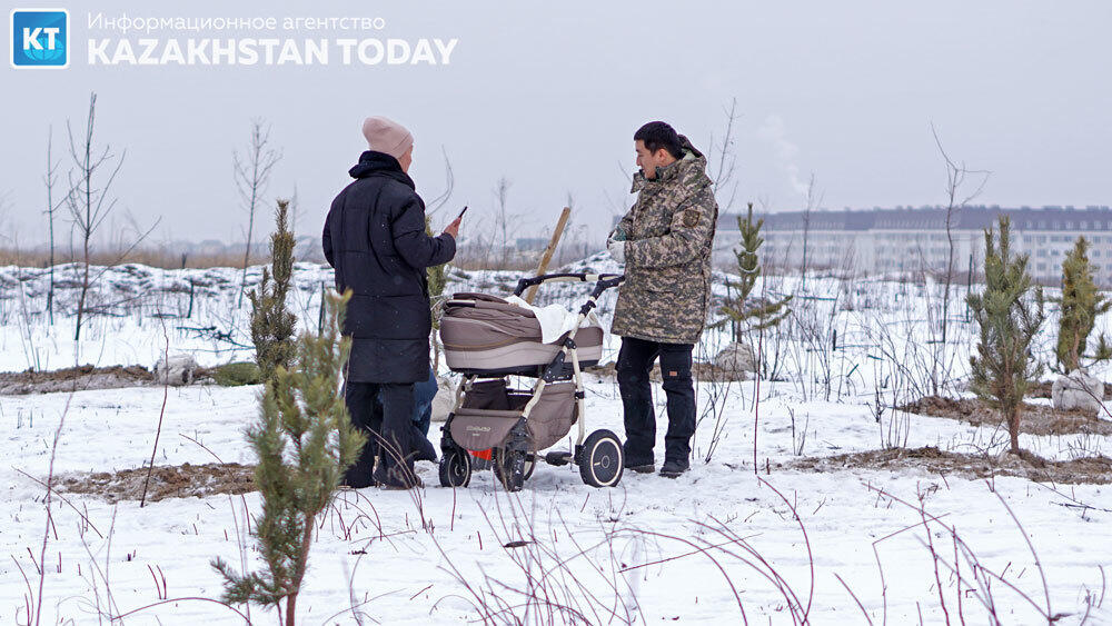 В Алматы высадили около 500 хвойных деревьев . Фото: Эрик Куватов
