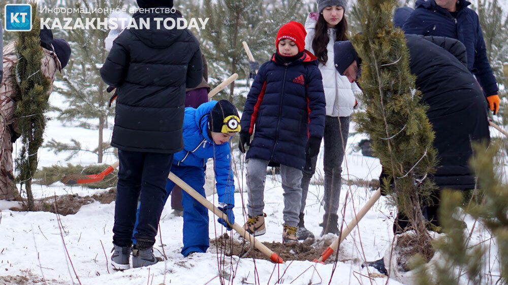 В Алматы высадили около 500 хвойных деревьев . Фото: Эрик Куватов