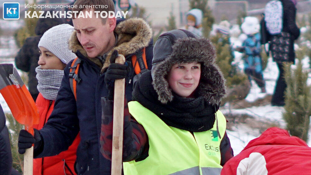 В Алматы высадили около 500 хвойных деревьев . Фото: Эрик Куватов