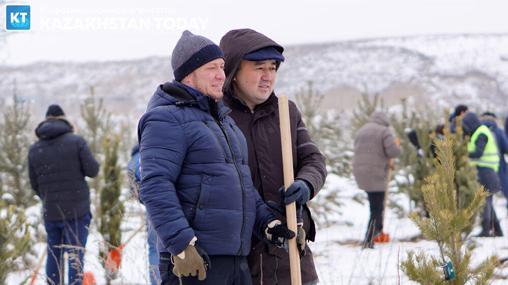 В Алматы высадили около 500 хвойных деревьев . Фото: Эрик Куватов