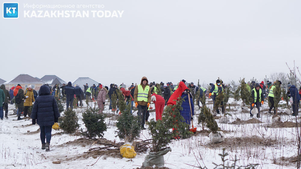 В Алматы высадили около 500 хвойных деревьев . Фото: Эрик Куватов