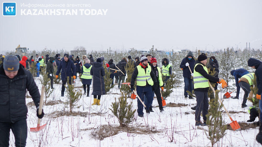 В Алматы высадили около 500 хвойных деревьев . Фото: Эрик Куватов