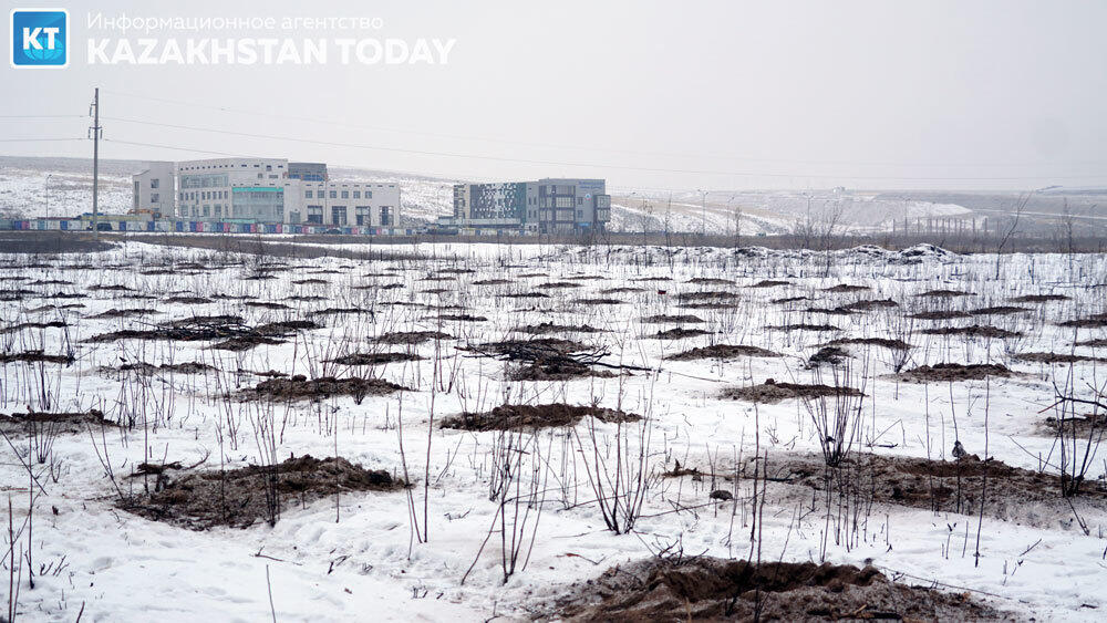 В Алматы высадили около 500 хвойных деревьев . Фото: Эрик Куватов