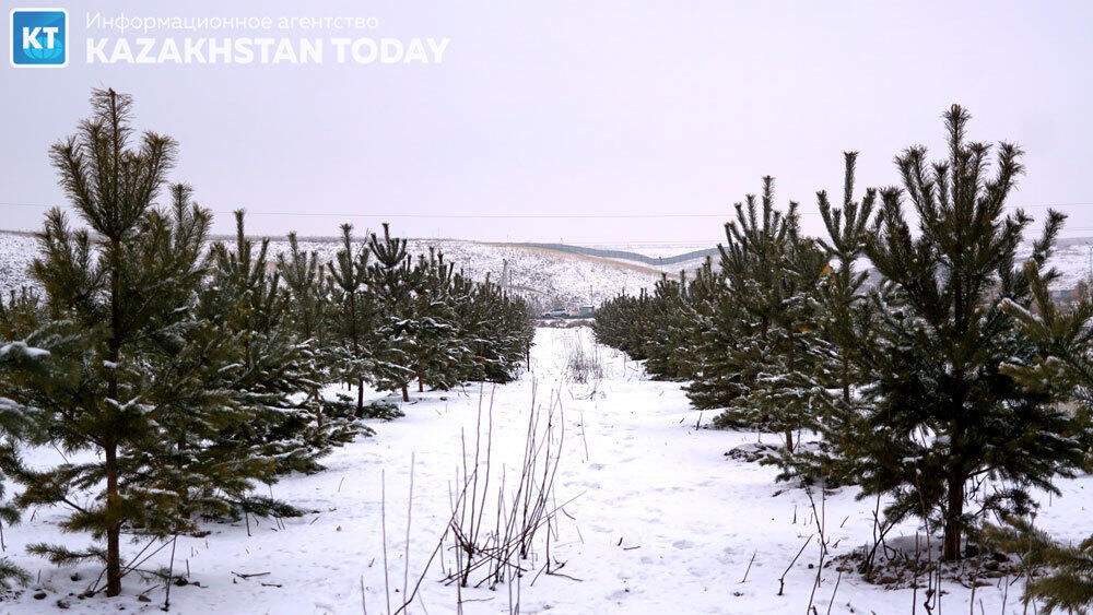 В Алматы высадили около 500 хвойных деревьев . Фото: Эрик Куватов
