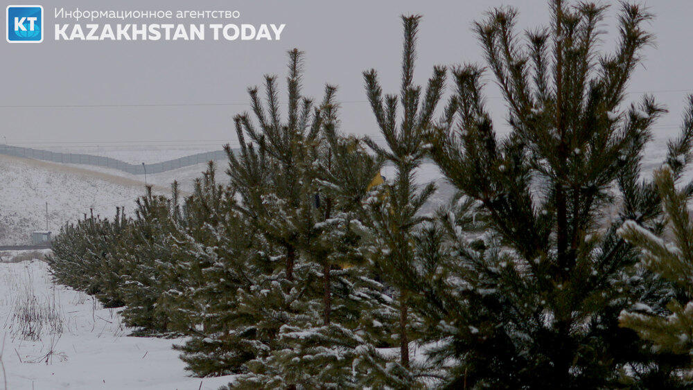 В Алматы высадили около 500 хвойных деревьев . Фото: Эрик Куватов