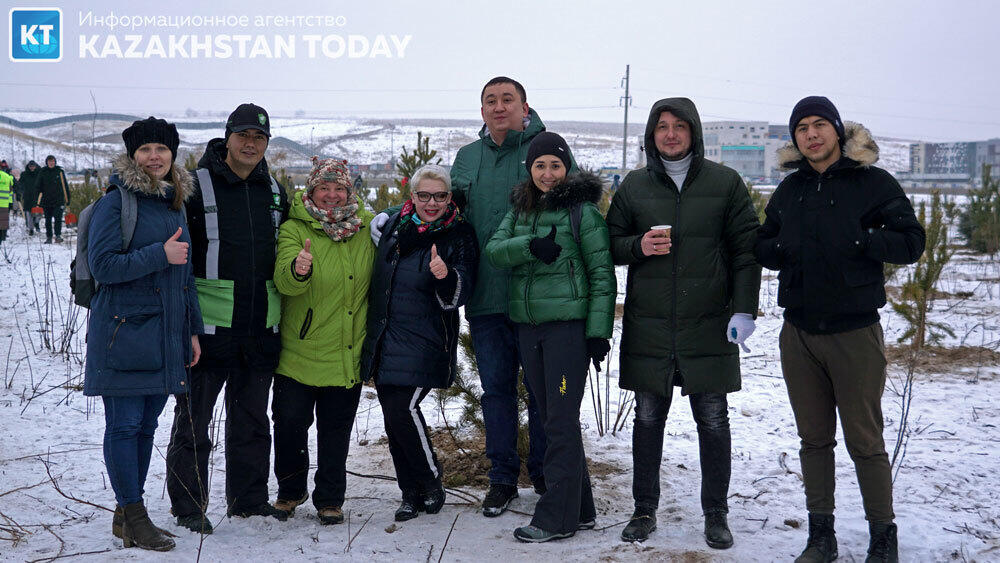 В Алматы высадили около 500 хвойных деревьев . Фото: Эрик Куватов