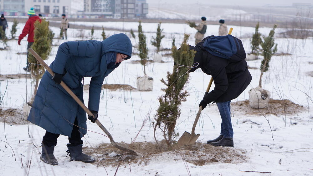В Алматы высадили около 500 хвойных деревьев 