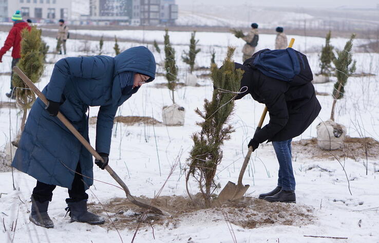 В Алматы высадили около 500 хвойных деревьев 