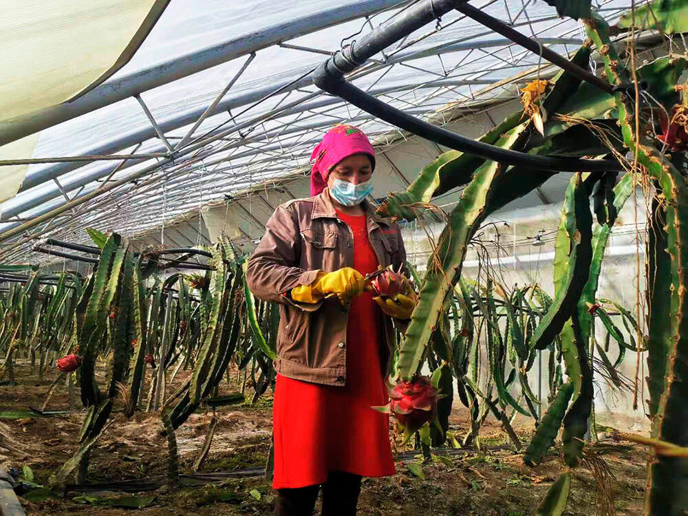 В Синьцзяне активно развивают тепличные базы 