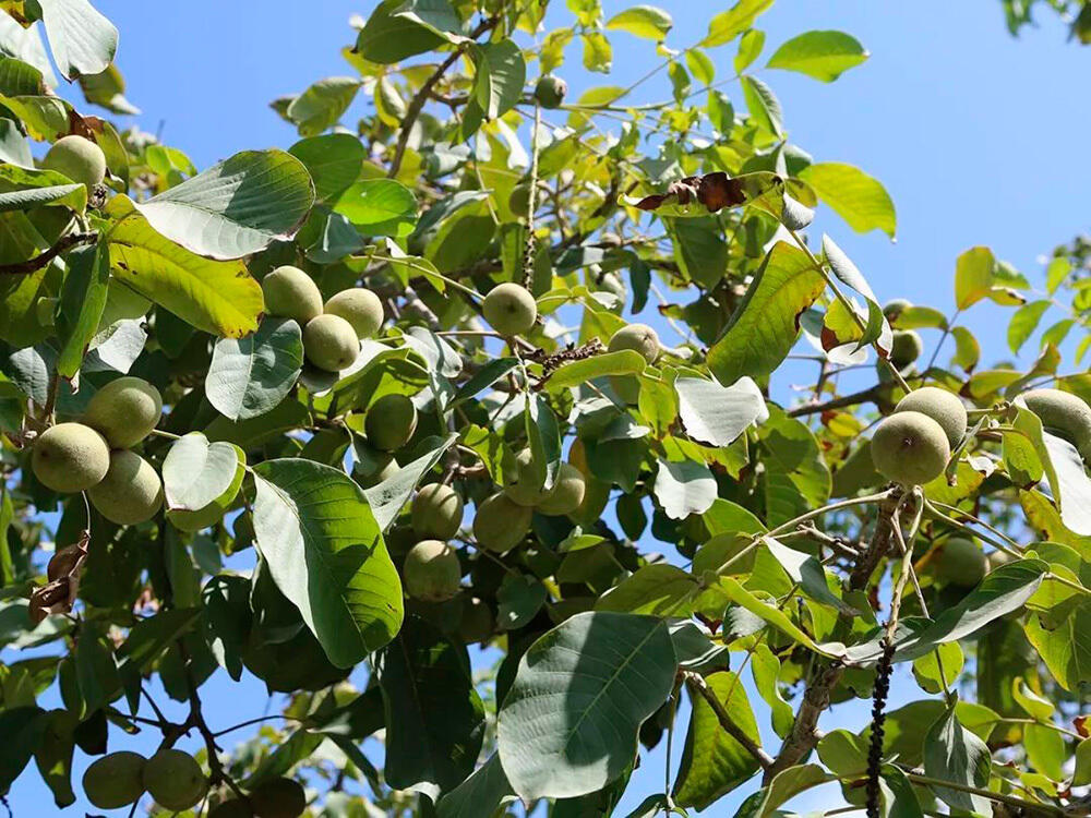 В Синьцзяне площадь посадки грецкого ореха уезда Каргалык составляет более 38 тысяч гектаров