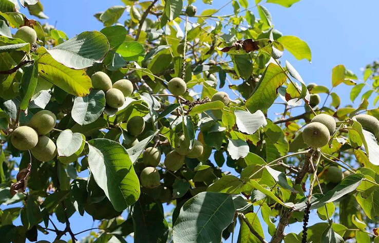 В Синьцзяне площадь посадки грецкого ореха уезда Каргалык составляет более 38 тысяч гектаров