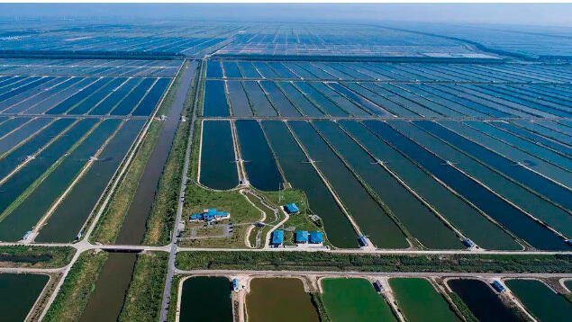 В Шанхае построят "умную" ферму на 6 тысяч гектаров