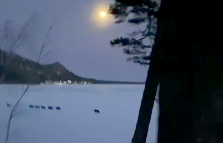Стая волков на замерзшем озере. Боровое в полнолуние 