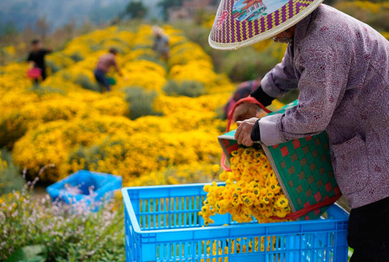 В китайской провинции Гуйчжоу национальная задача страны по ликвидации бедности выполнена