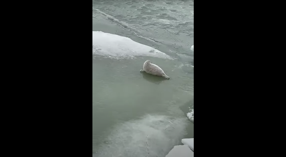 Эксперт: Ледоколы разрушают места размножения каспийских тюленей