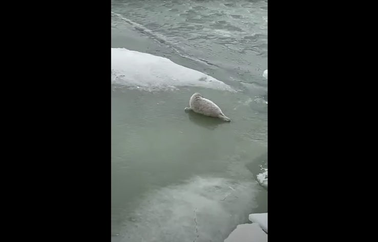 Эксперт: Ледоколы разрушают места размножения каспийских тюленей