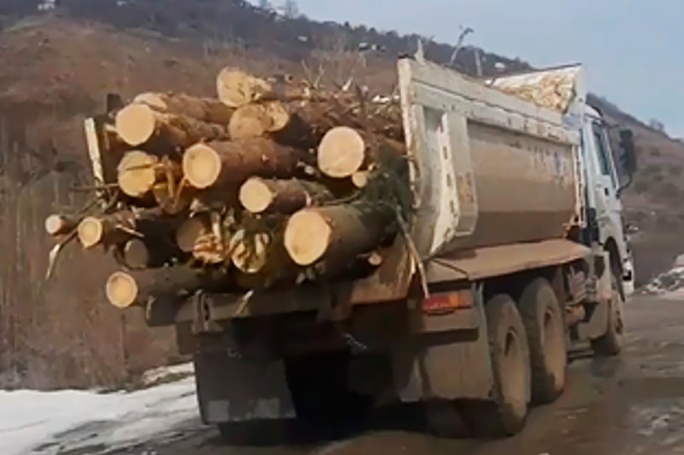 Almaty residents are outraged by deforestation in Aksay gorge