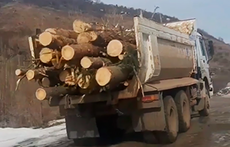 Жалаңаш таулар: Алматылықтар Ақсай шатқалындағы орманның кесілуіне наразы