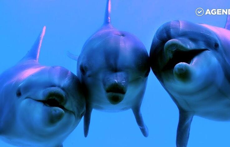 Человечество отмечает Всемирный день китов и дельфинов