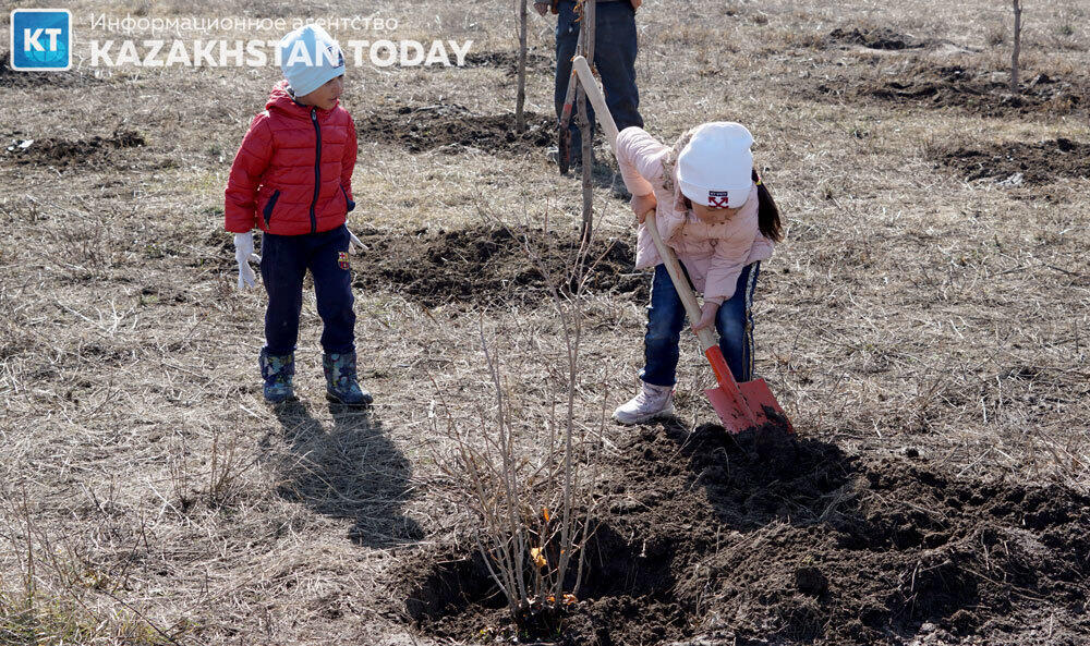 В Алматы посадили деревья к Международному женскому дню. Фото: Эрик Куватов