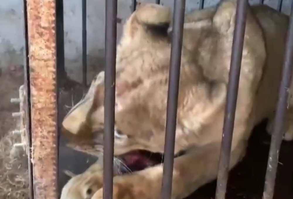 В Тулуне спасли взрослую львицу, которую долгое время держали в гараже