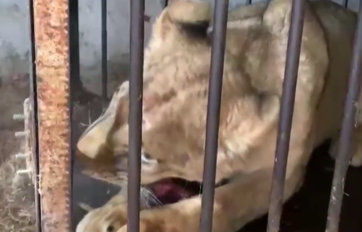 В Тулуне спасли взрослую львицу, которую долгое время держали в гараже