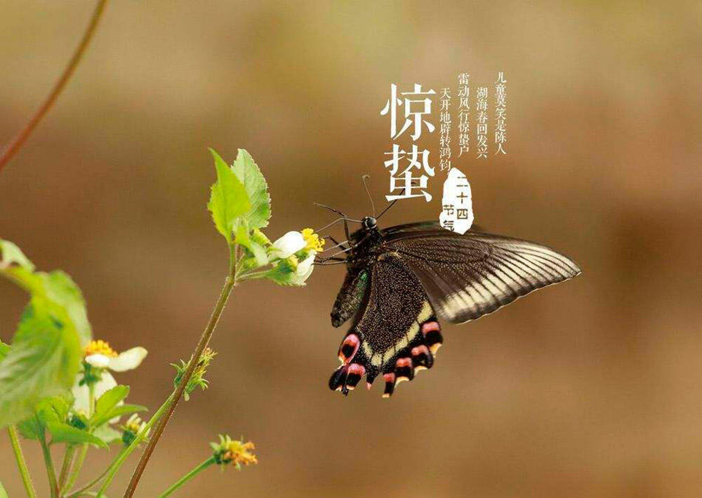 ТРАДИЦИОННАЯ КУЛЬТУРА КИТАЯ. 24 сезона традиционного китайского сельскохозяйственного календаря. Цзинчжэ - Пробуждение от спячки