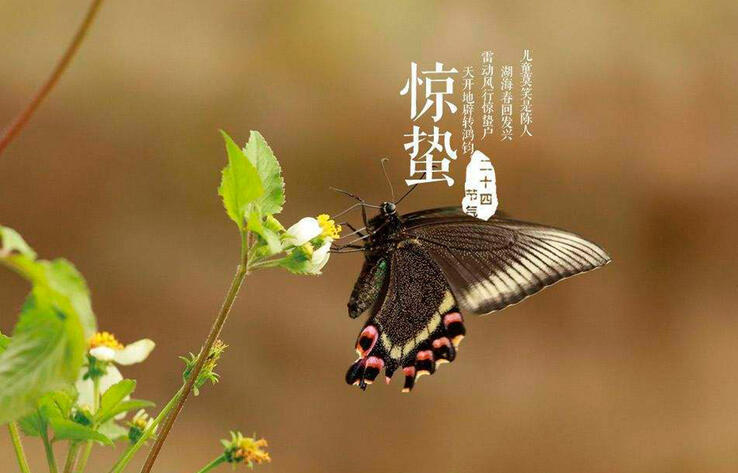 ТРАДИЦИОННАЯ КУЛЬТУРА КИТАЯ. 24 сезона традиционного китайского сельскохозяйственного календаря. Цзинчжэ - Пробуждение от спячки