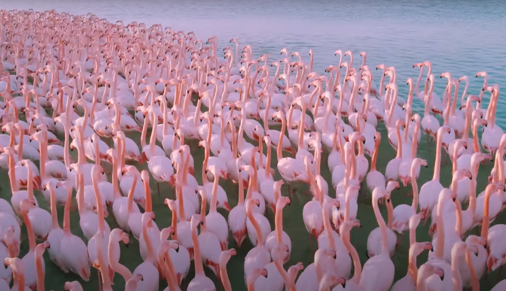 ЭКО TV ПРОЕКТА "ЭОС". Сотни розовых фламинго прилетели на озеро в Актау