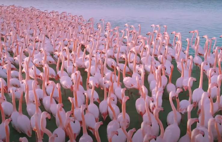 ЭКО TV ПРОЕКТА "ЭОС". Сотни розовых фламинго прилетели на озеро в Актау