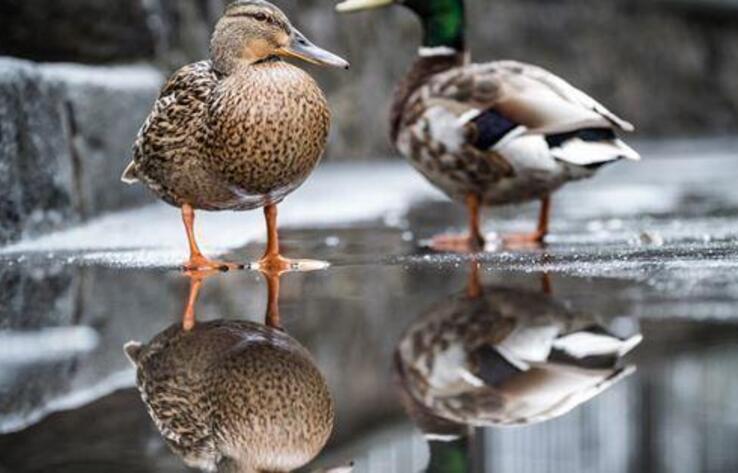 Ducks on Lake Sairan, Almaty