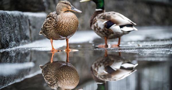 Ducks on Lake Sairan, Almaty