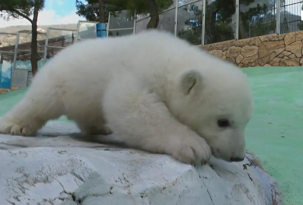 Геленджикте анасы бас тартқан ақ қонжықтарға қамқорлық жасалануда