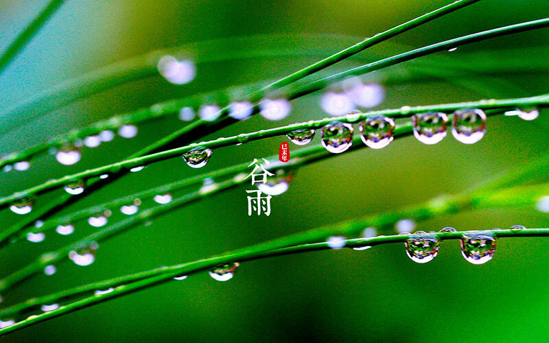 ТРАДИЦИОННАЯ КУЛЬТУРА КИТАЯ. 24 сезона традиционного китайского сельскохозяйственного календаря. Гуюй - Урожайные дожди